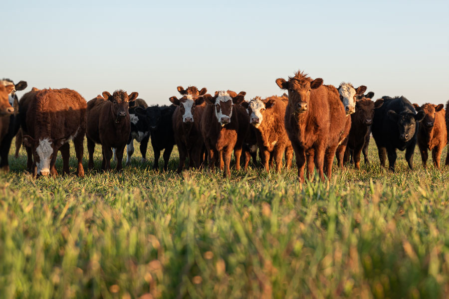 Department of Ag&rsquo;s modern new tech systems up and running - TechnologyOne